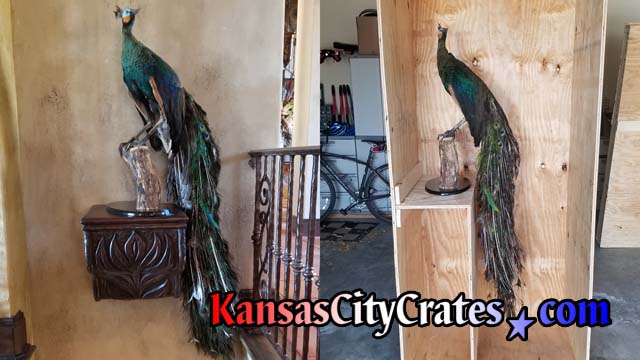 Split image of Peacock over stairwell and in cpecial built crate for relocation