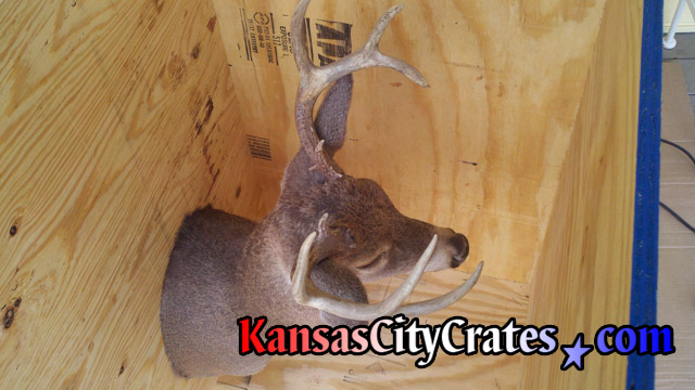 Deer head mounted in solid wall wood crate for shipping.