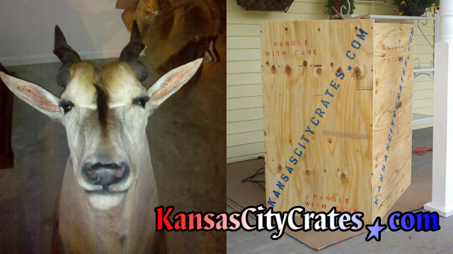 Crating Impala head and horns in solid wall wood crate for moving.
