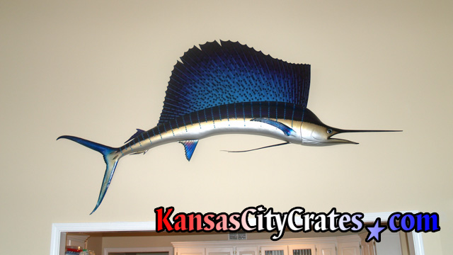 Large Sailfish, also mistaken as a Swordfish or Marlin, hanging in home before mounting in solid wall wood crate.