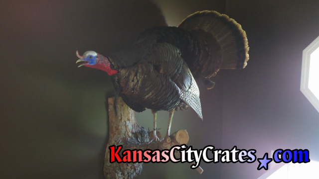 Wild Turkey taxidermy on tree branch for solid wall wood export crate.