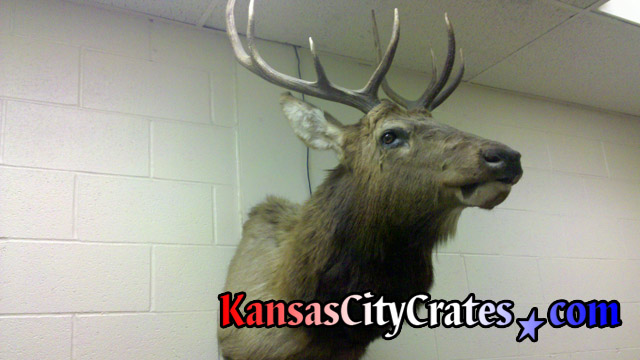 Removing Elk from wall for solid wall wood crate to ship at office in Kansas City MO 64105