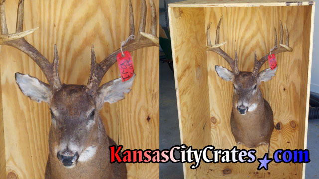 2 views of deer head mounted in wooden crate with appropiate space above antlers for safe shipping.