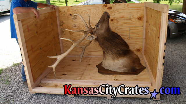 Special wood crate for shipping large wood Elk.