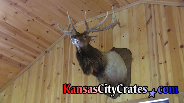 Large Elk on wall in hunting cabin before removal to pack in wood crate.