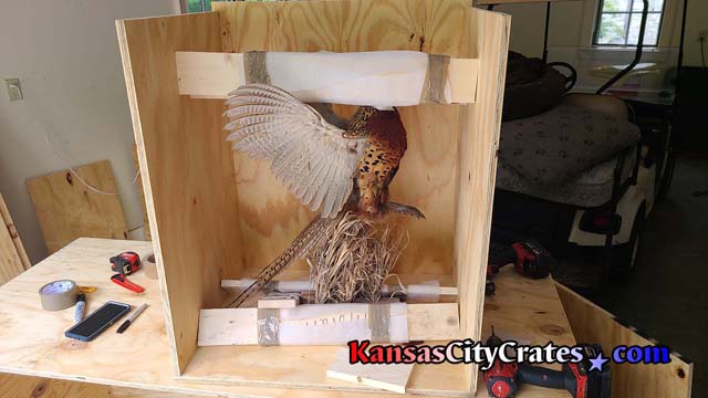 Single bird in flight braced inside crate protecting head, body and legs